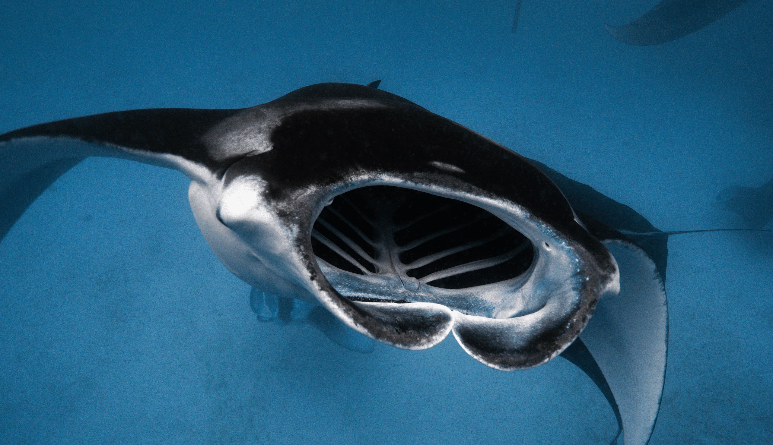 Manta Madness