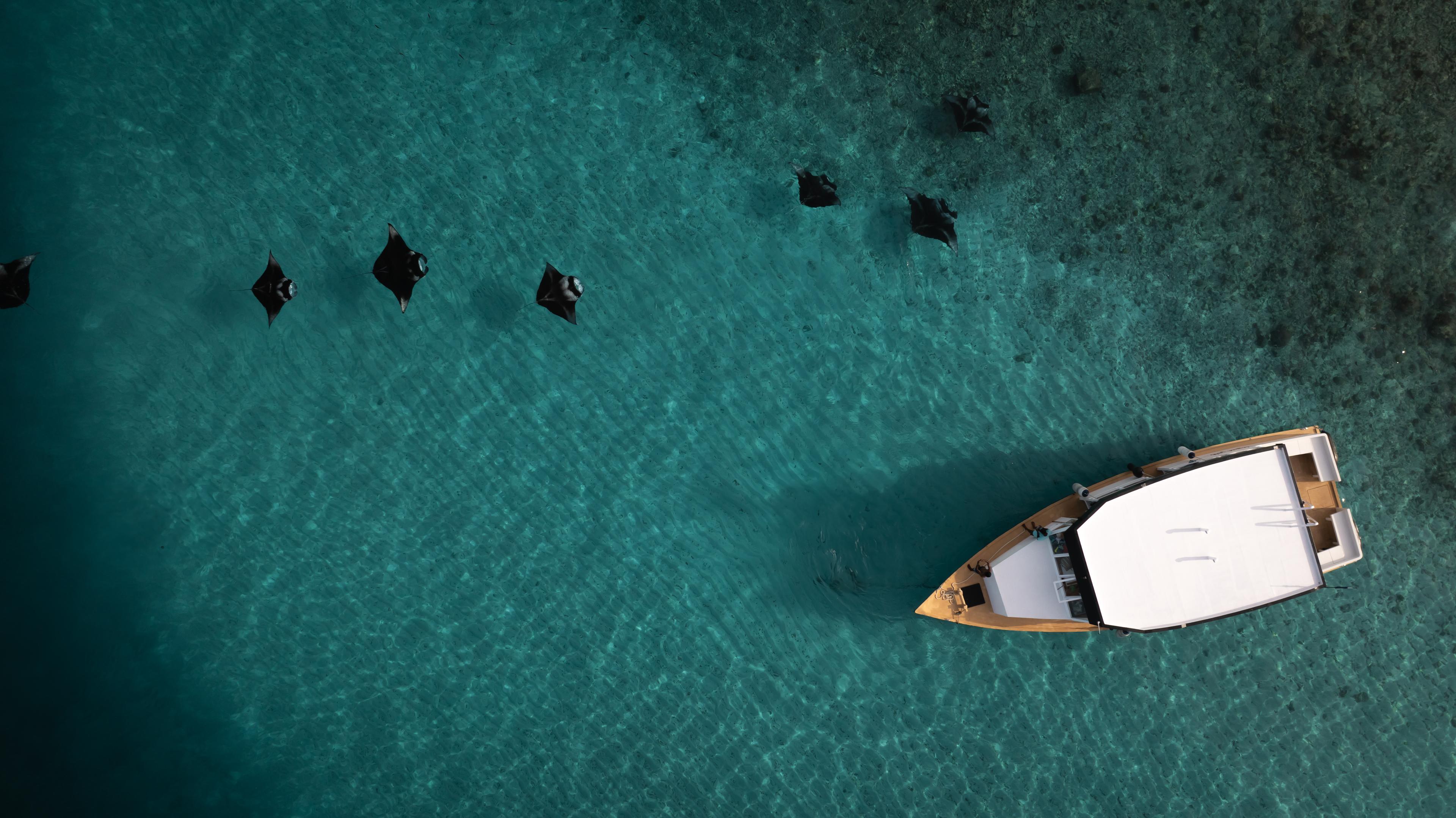 Hanifaru Bay Snorkeling
