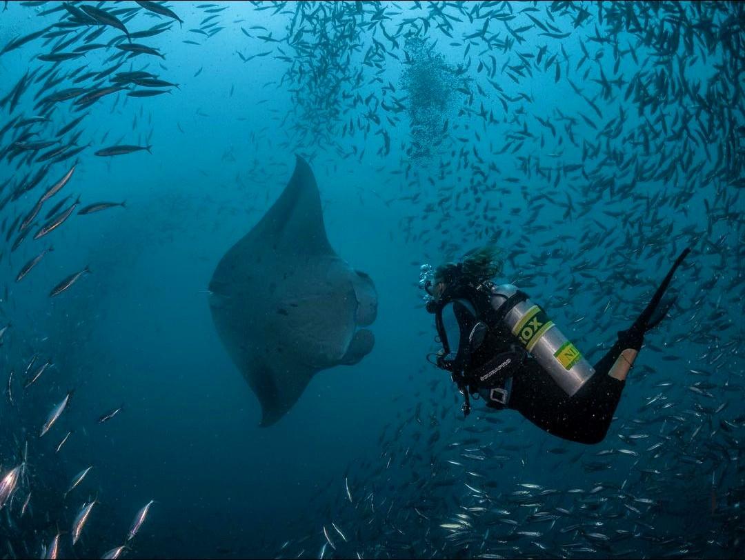 Dive Hanifaru